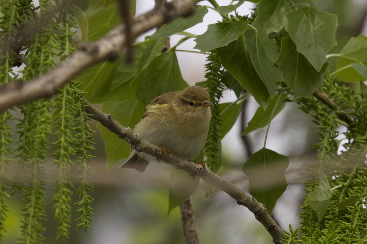 Willow Warbler - ML633841715