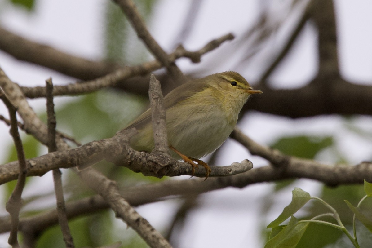 Willow Warbler - ML633841716