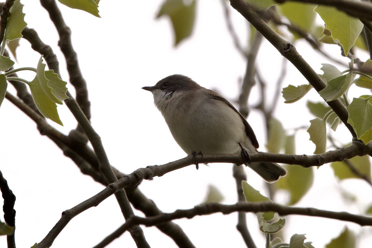 Lesser Whitethroat - ML633841761