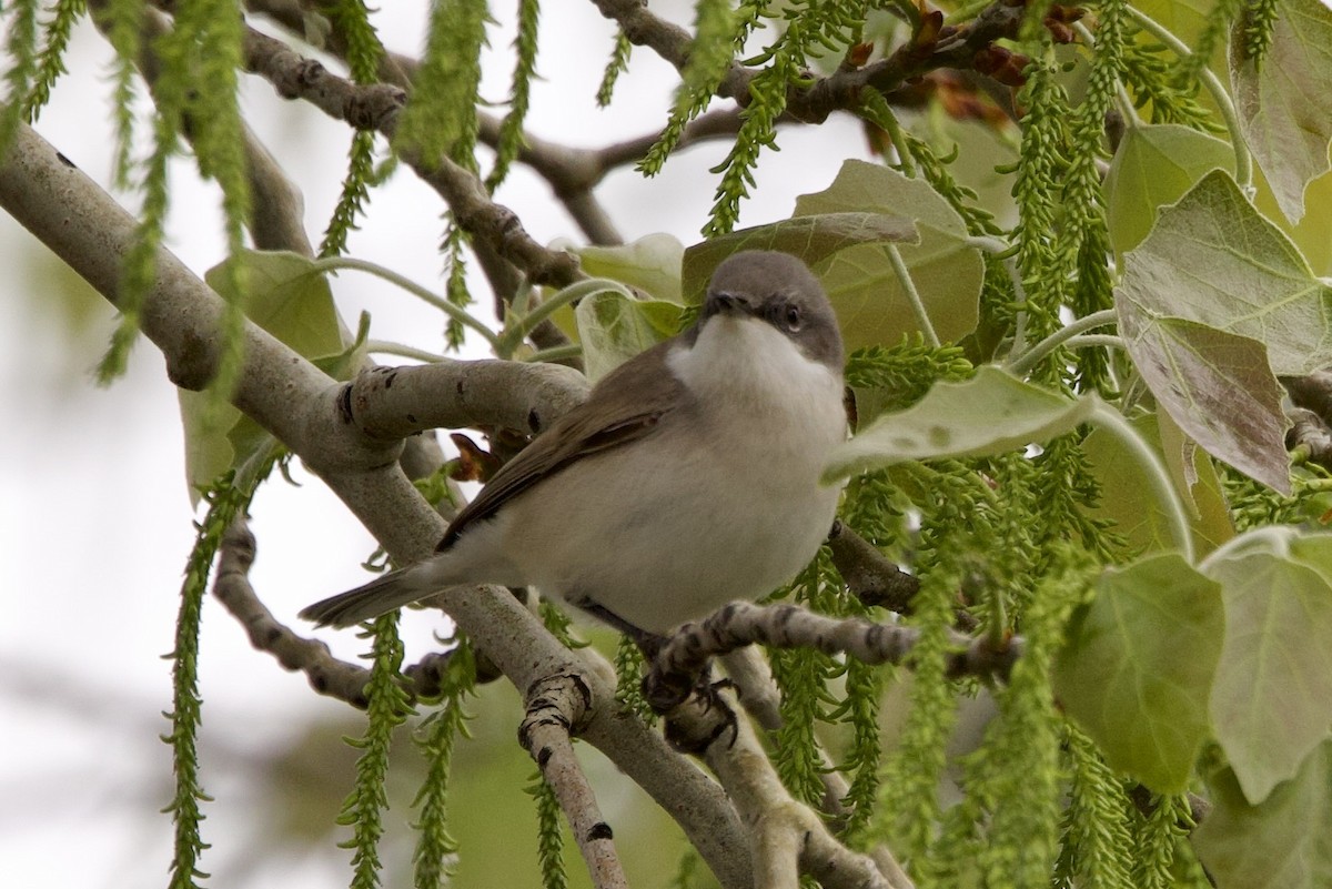 Lesser Whitethroat - ML633841762