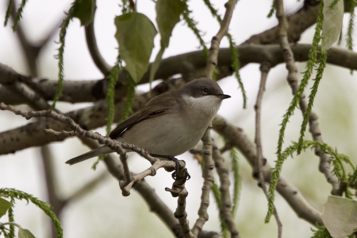 Lesser Whitethroat - ML633841763