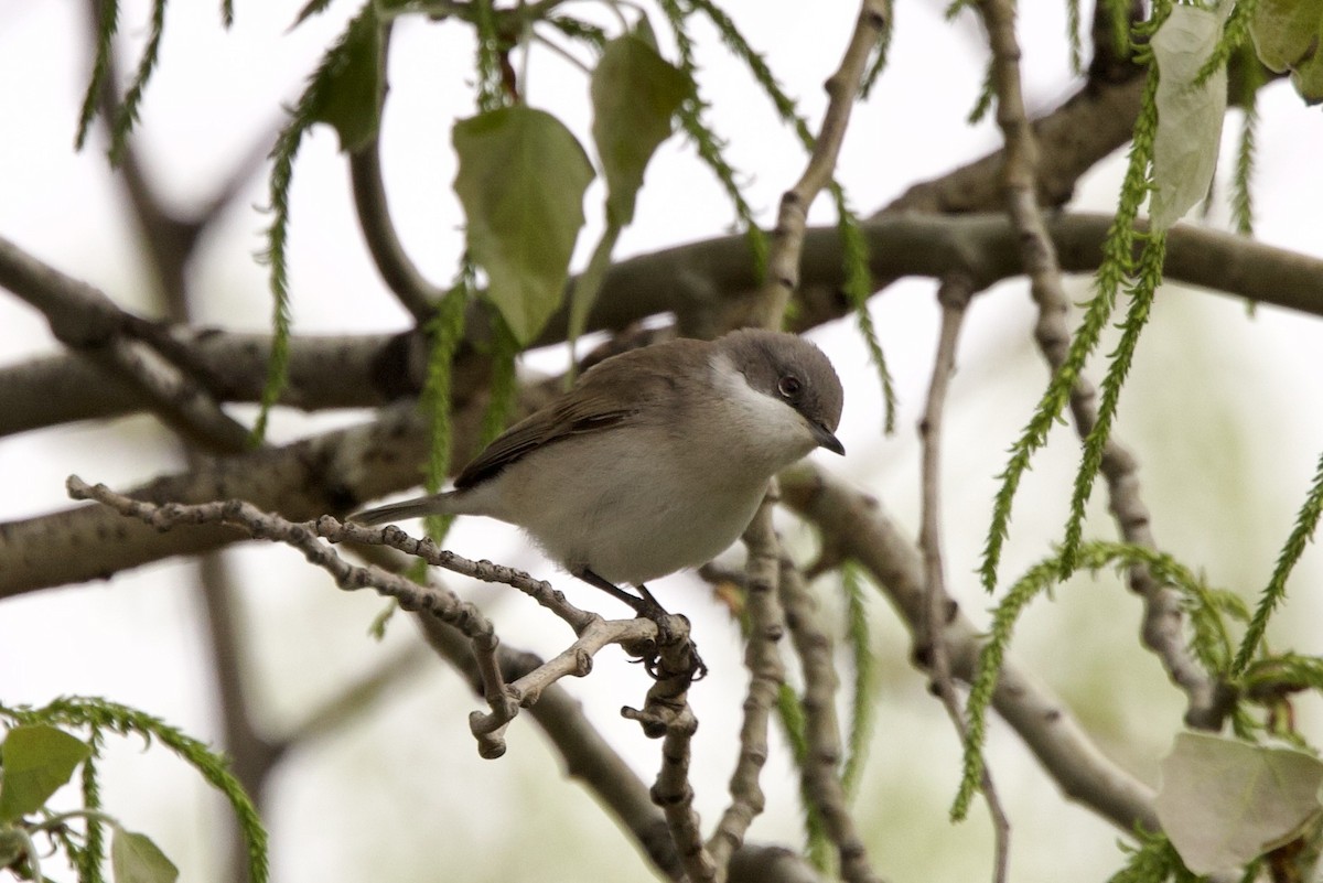 Lesser Whitethroat - ML633841765