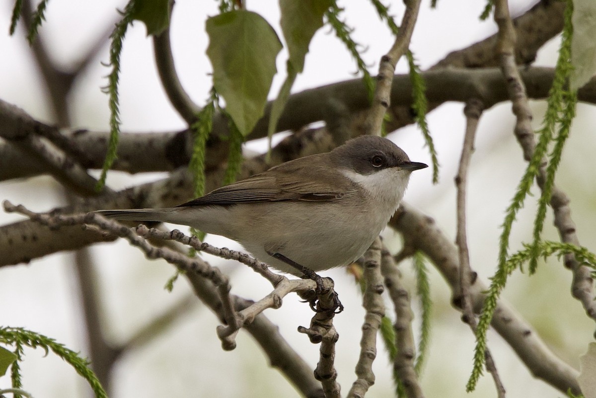 Lesser Whitethroat - ML633841766