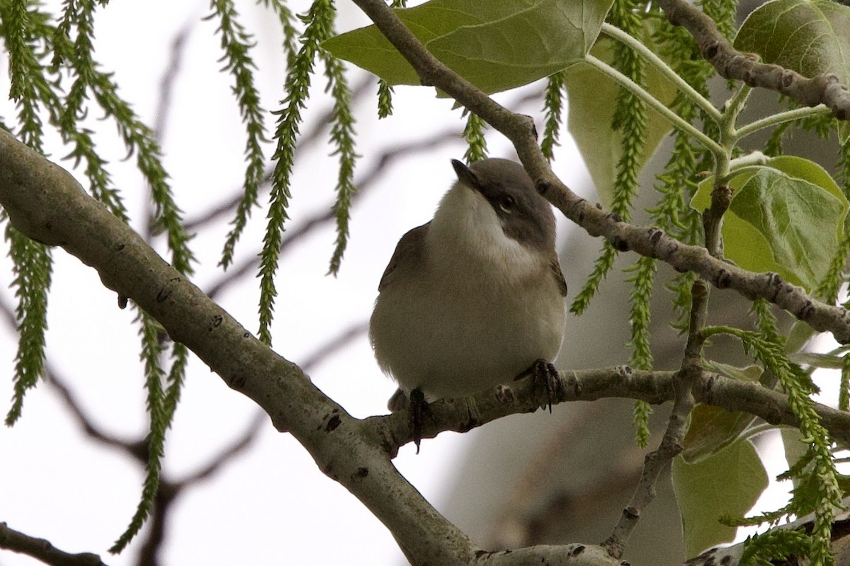 Lesser Whitethroat - ML633841767