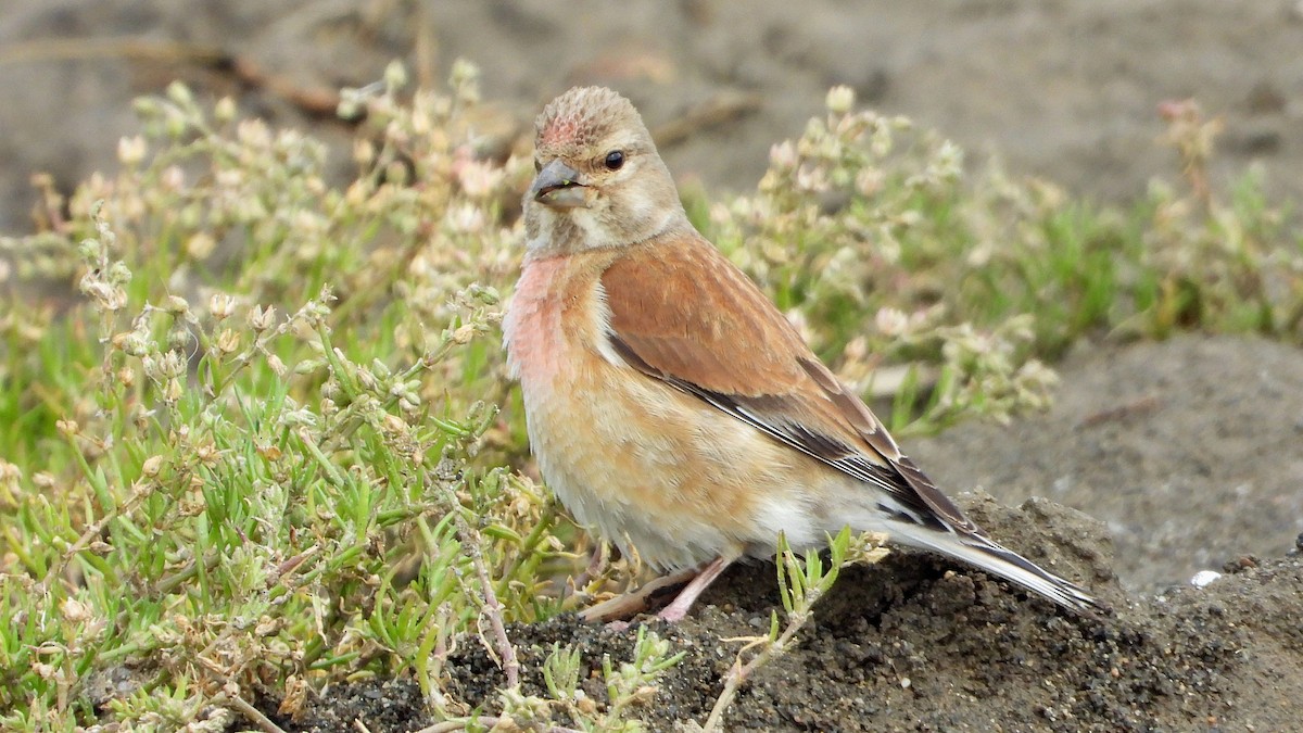 konopka obecná - ML633842045