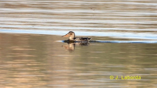 Northern Shoveler - ML633842069