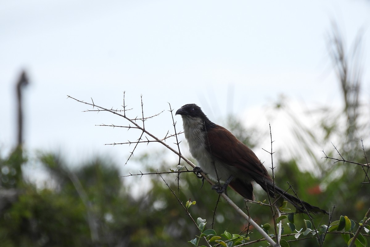 Burchell's Coucal - ML633842196