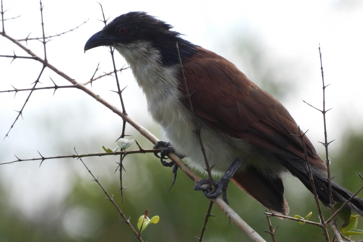 Burchell's Coucal - ML633842197