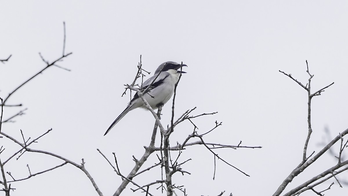 Loggerhead Shrike - ML633842238