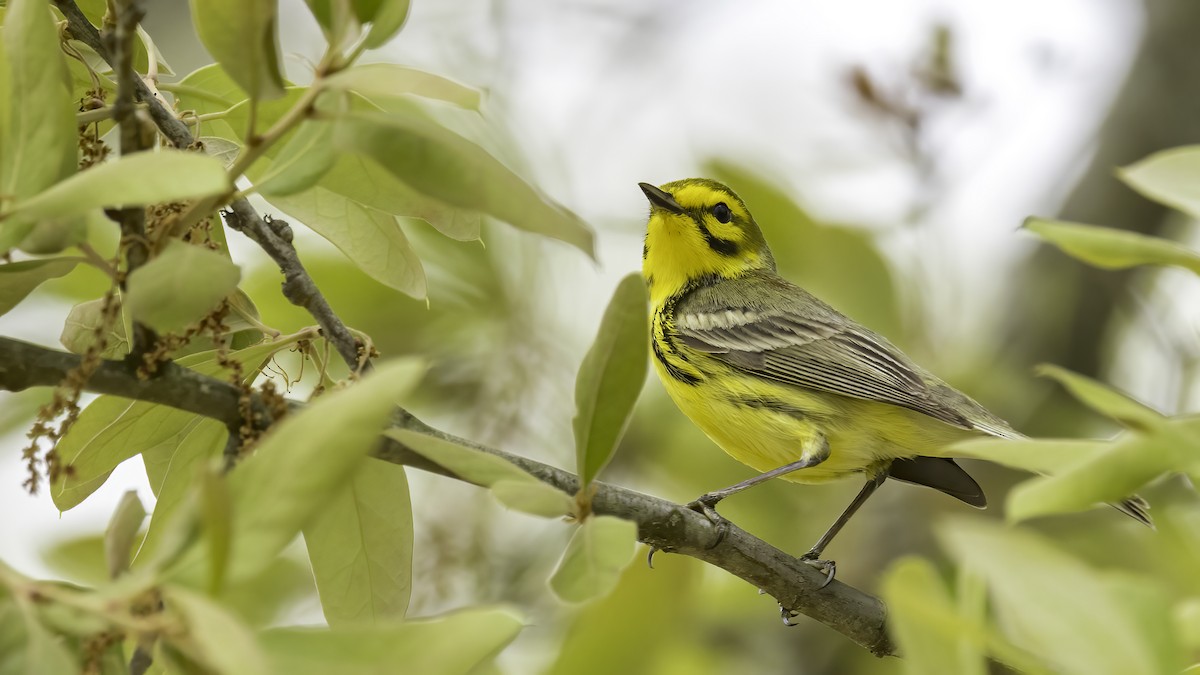 Prairie Warbler - ML633842244