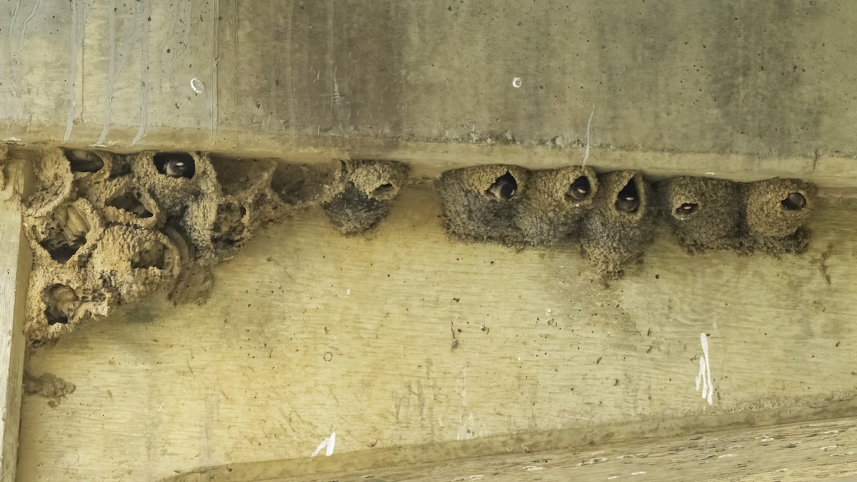 Cliff Swallow - ML633842249