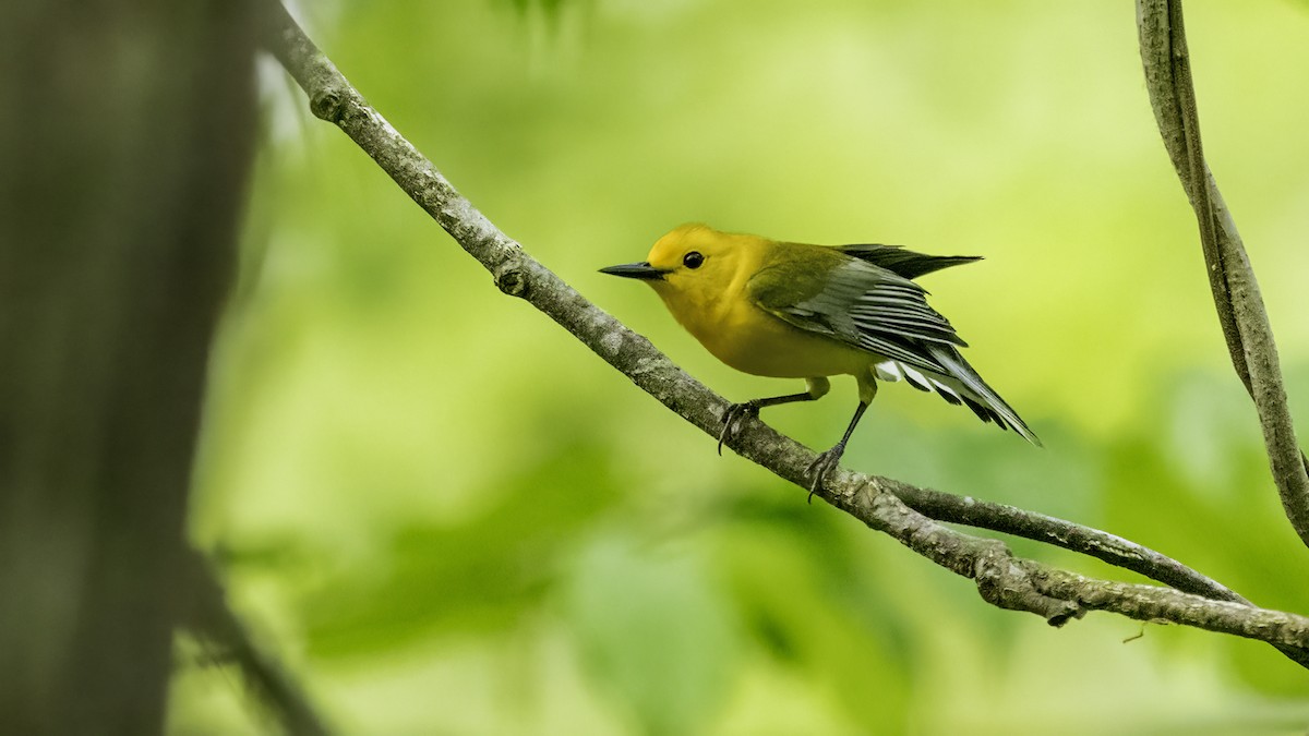 Prothonotary Warbler - ML633842255