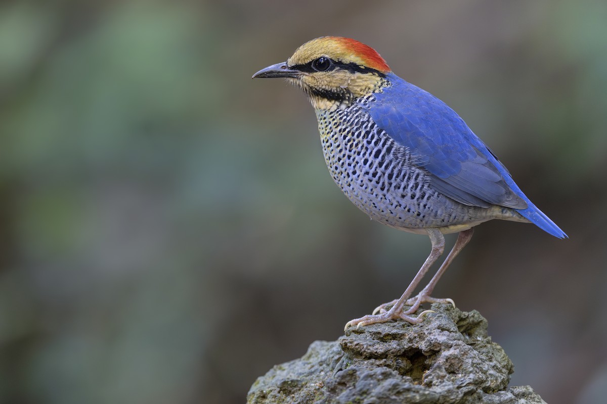Blue Pitta - ML633842321