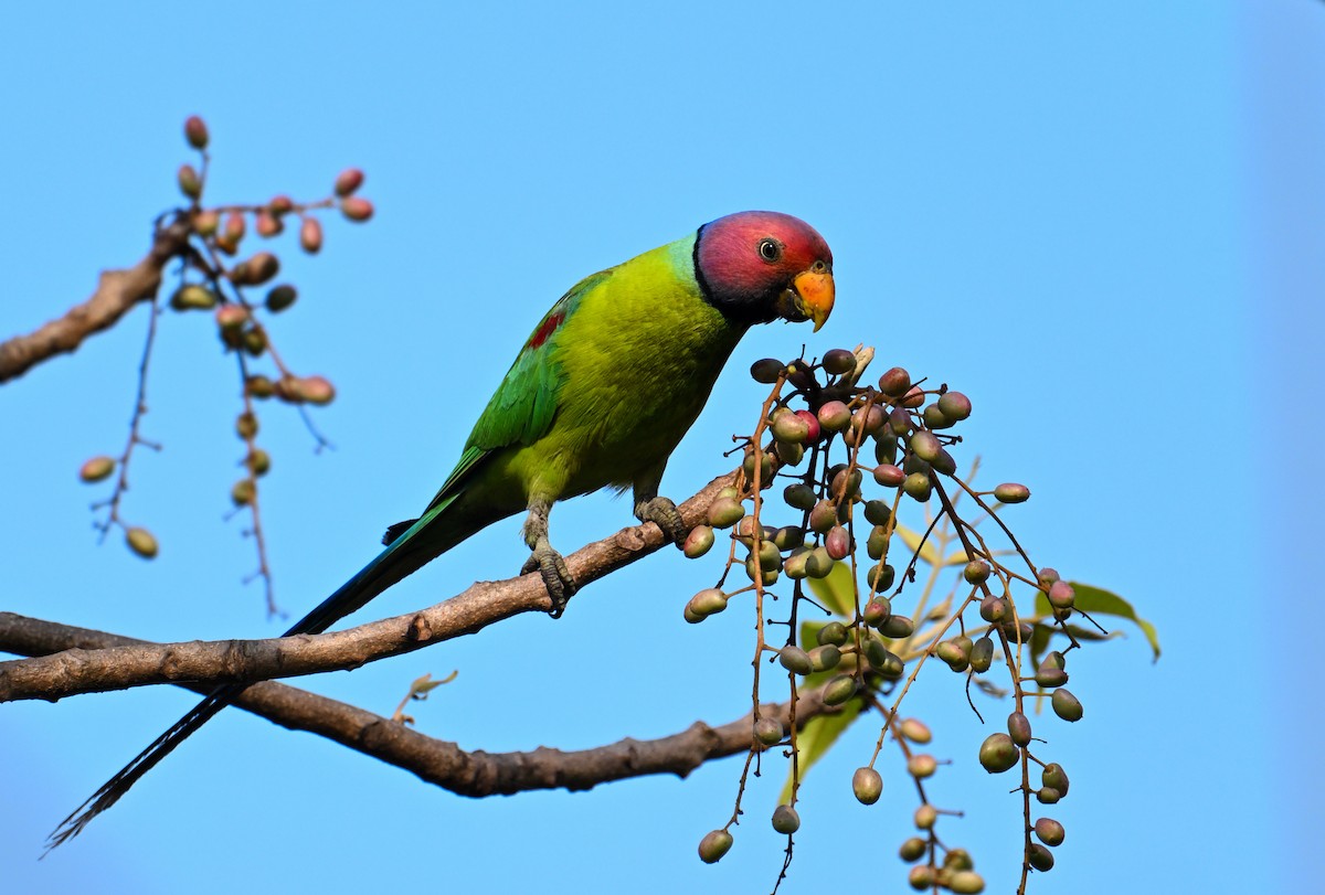 コセイインコ - ML633842362