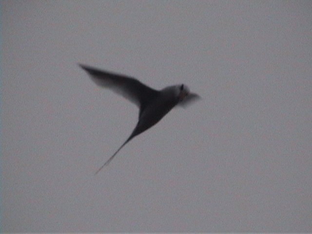 Red-billed Tropicbird - ML633842403