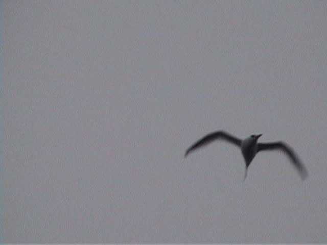 Red-billed Tropicbird - ML633842404