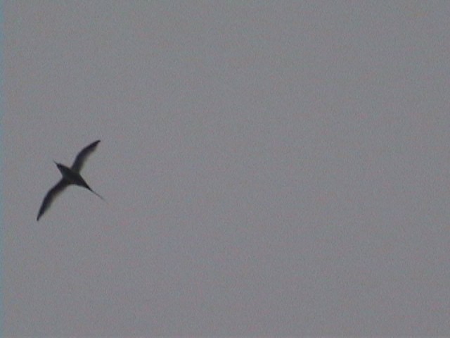 Red-billed Tropicbird - ML633842405