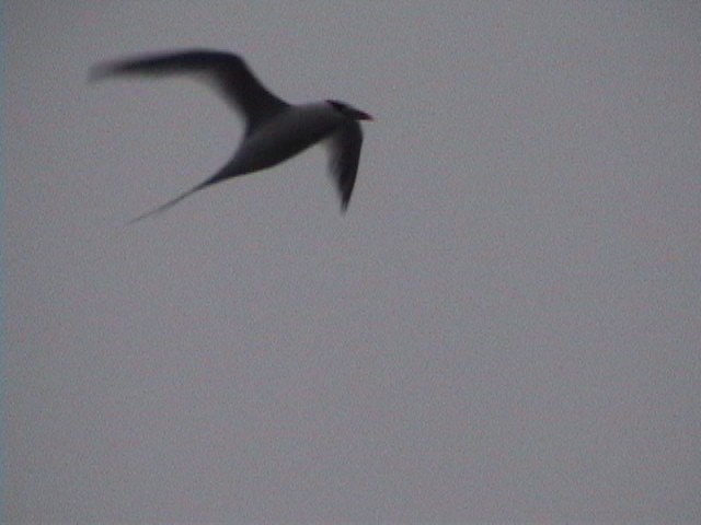 Red-billed Tropicbird - ML633842406