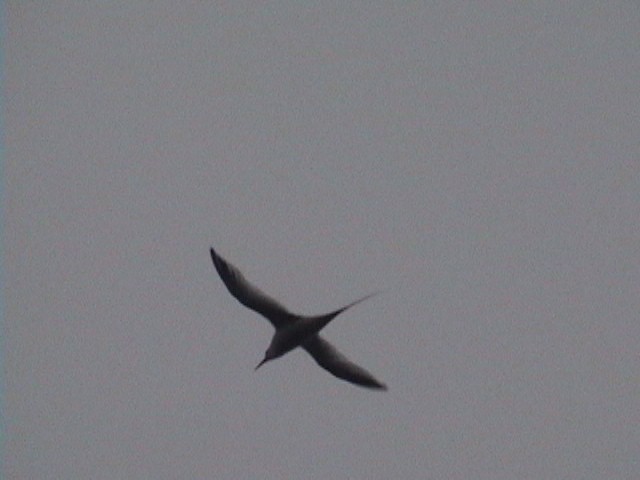 Red-billed Tropicbird - ML633842407