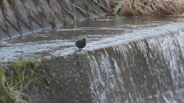 Brown Dipper - ML633842612