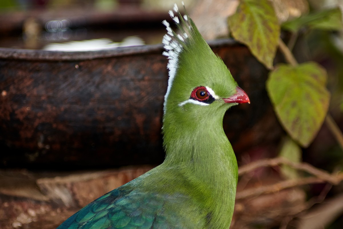 Livingstone's Turaco - ML633842785