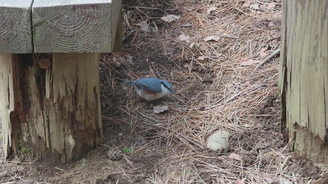 Eurasian Nuthatch - ML633843007