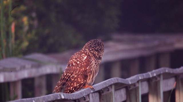 Barred Owl - ML633843032