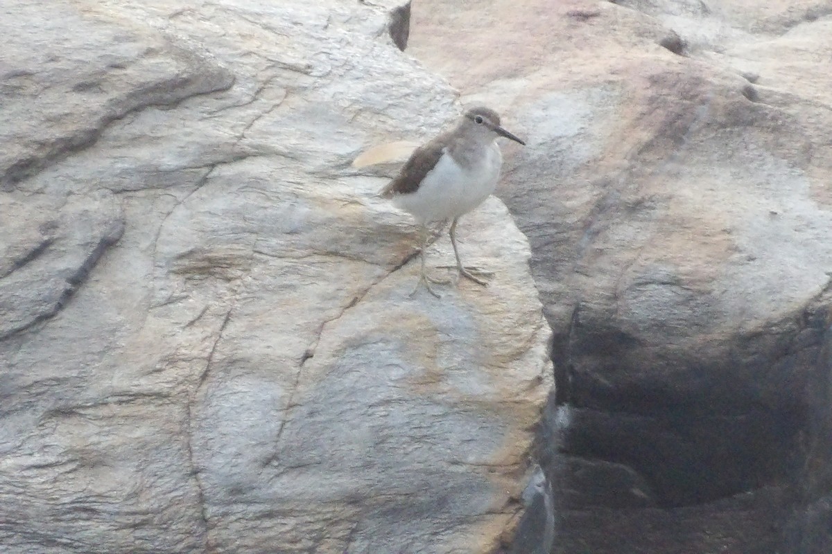Common Sandpiper - ML633843075