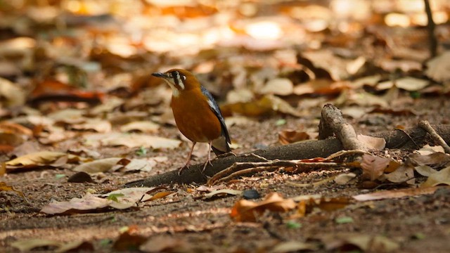 Orange-headed Thrush - ML633843122