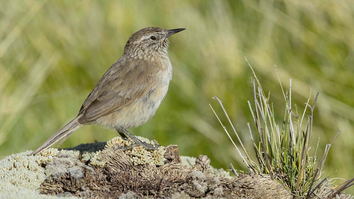 Streak-throated Canastero - ML633843200