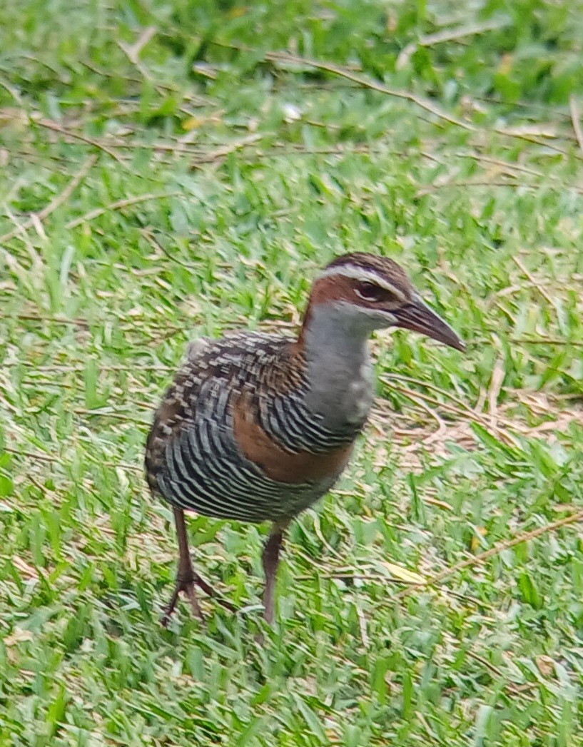 Buff-banded Rail - ML633843262