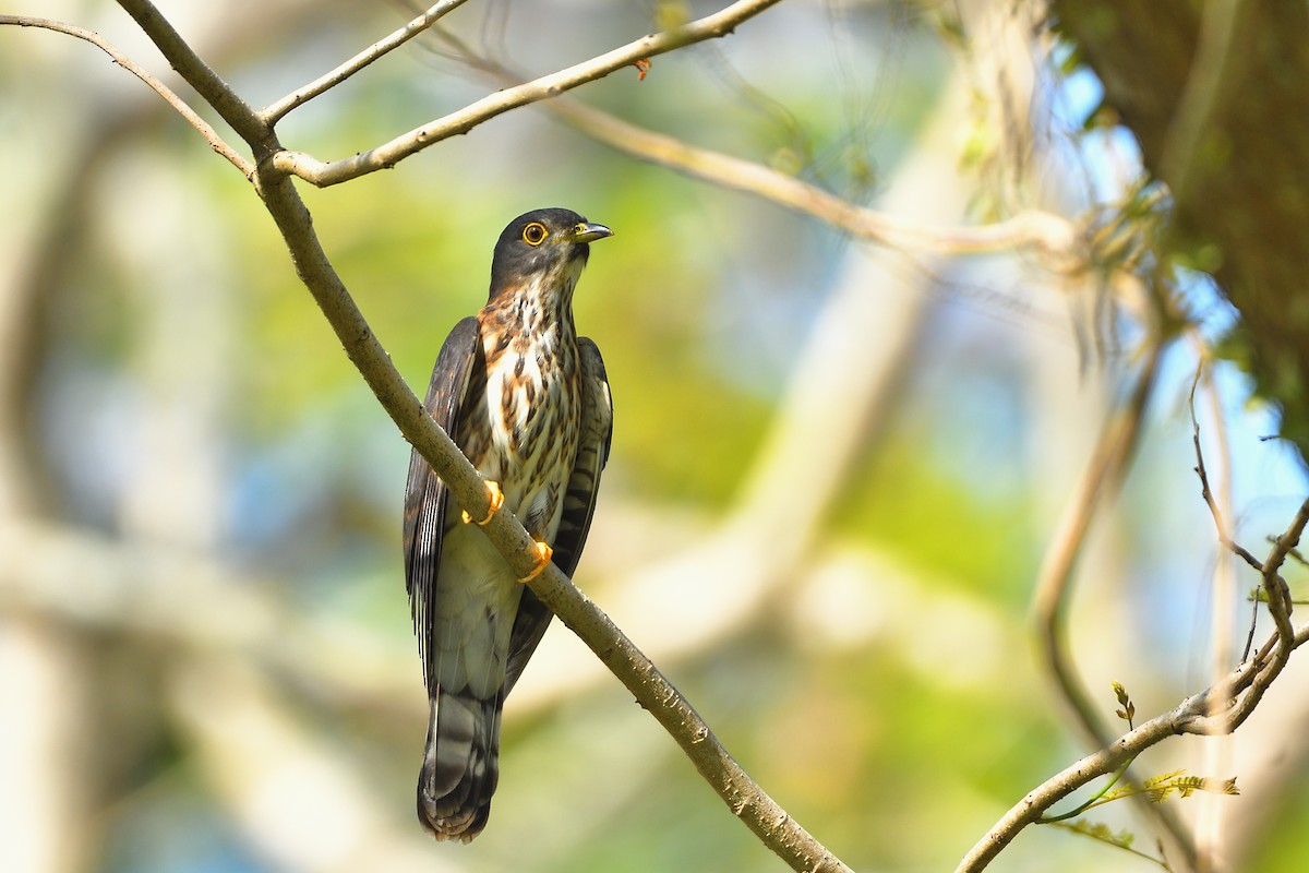 Hodgson's Hawk-Cuckoo - ML633843271
