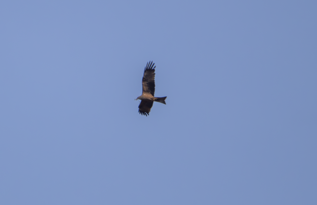 Black Kite - ML633843276