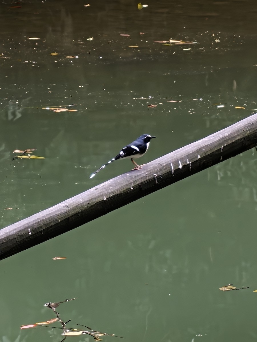 Slaty-backed Forktail - ML633843407