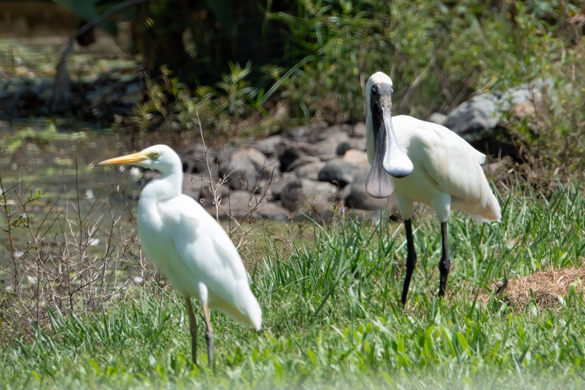 Royal Spoonbill - ML633843436