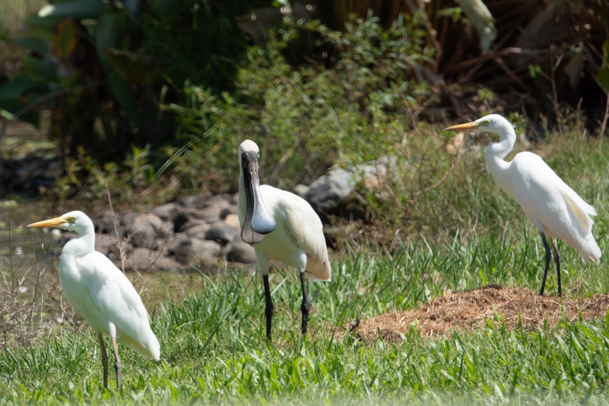 Royal Spoonbill - ML633843437