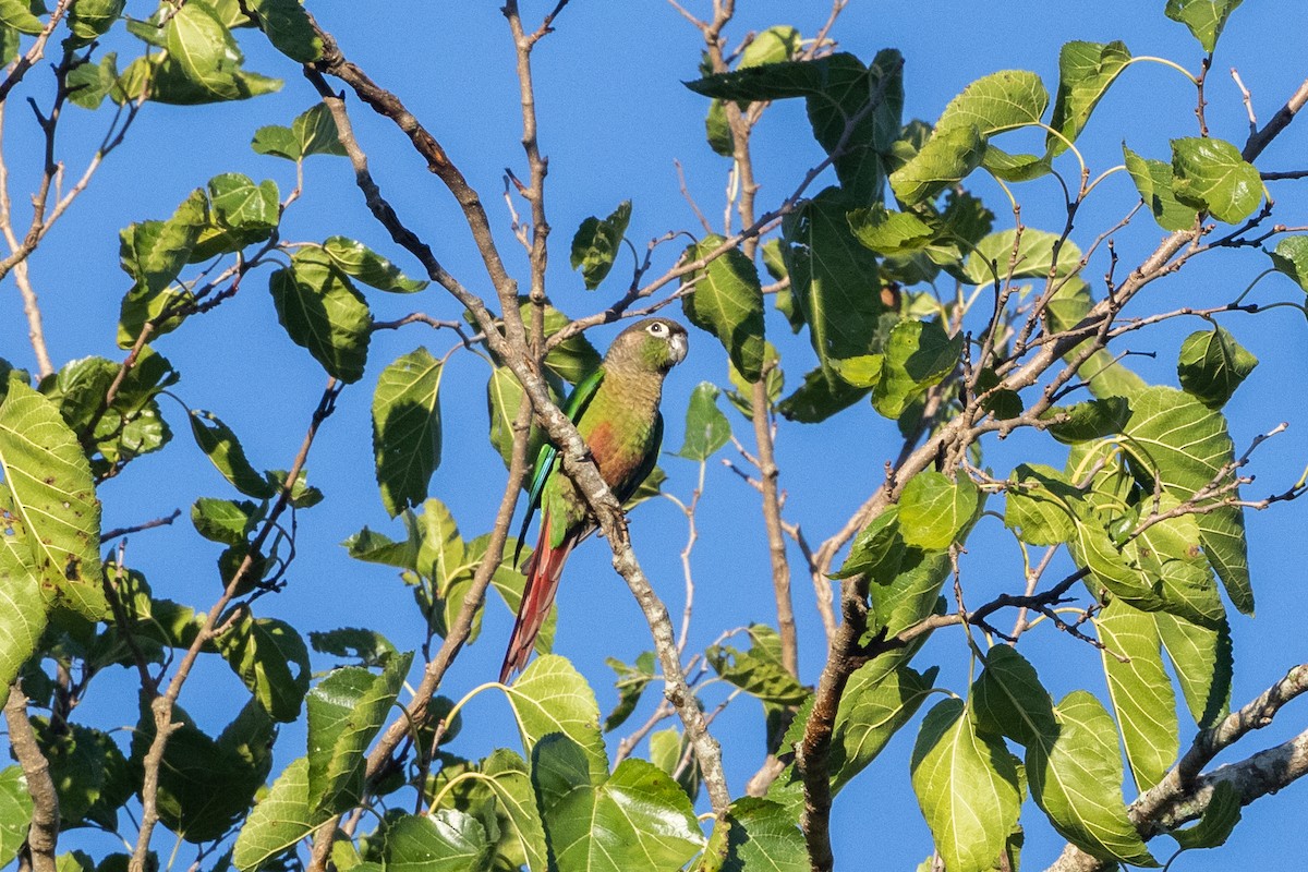 Green-cheeked Parakeet - ML633843443