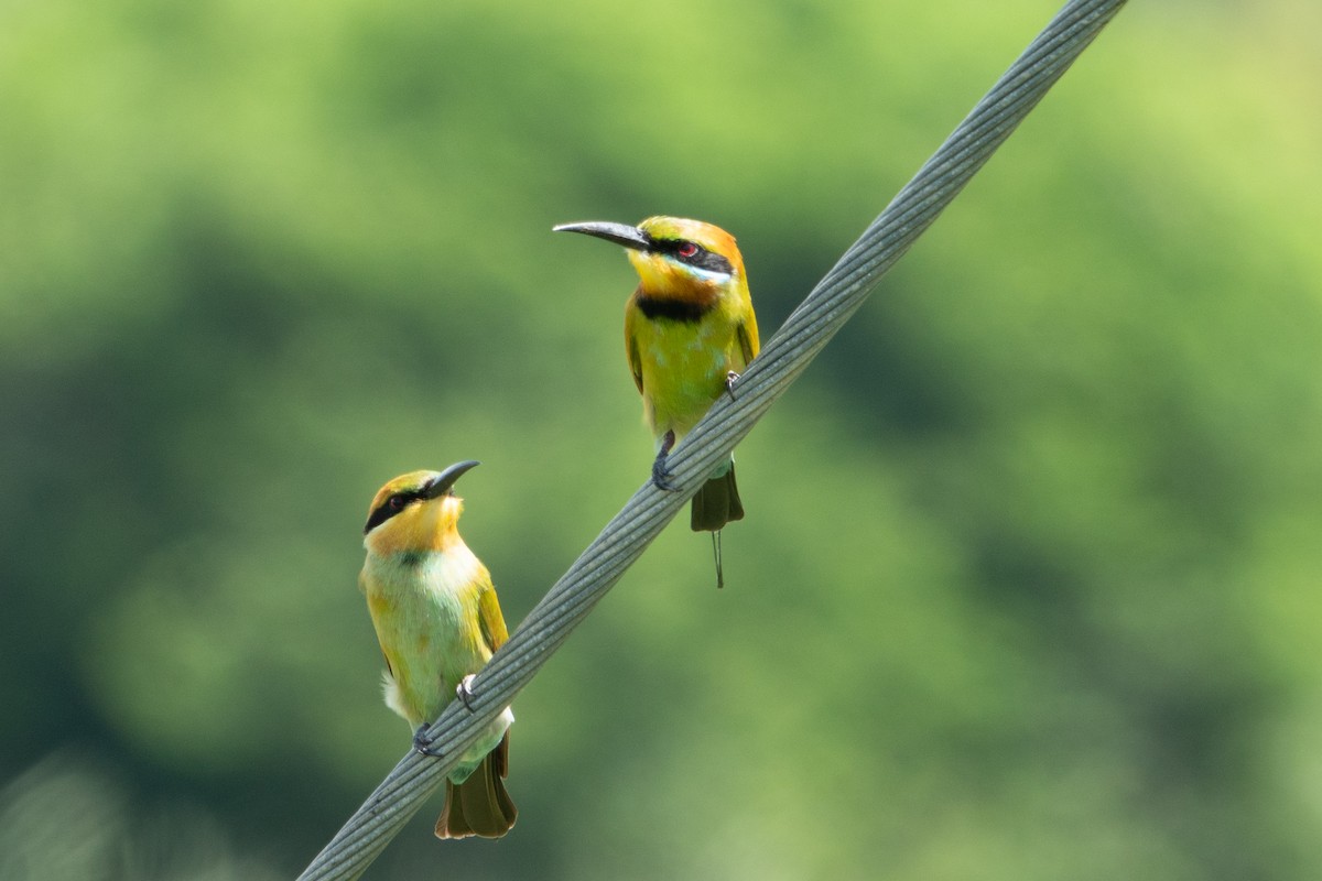 Rainbow Bee-eater - ML633843446