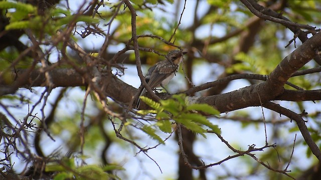 Common Woodshrike - ML633843696