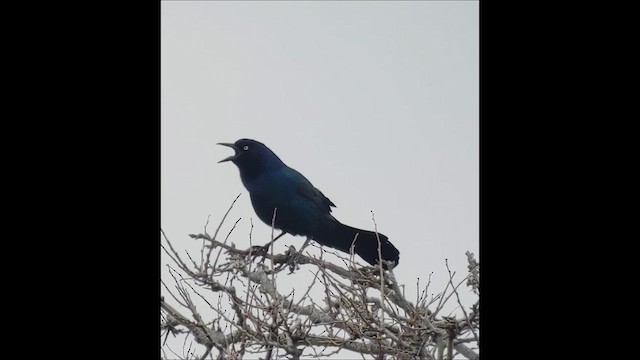 Boat-tailed Grackle - ML633843724