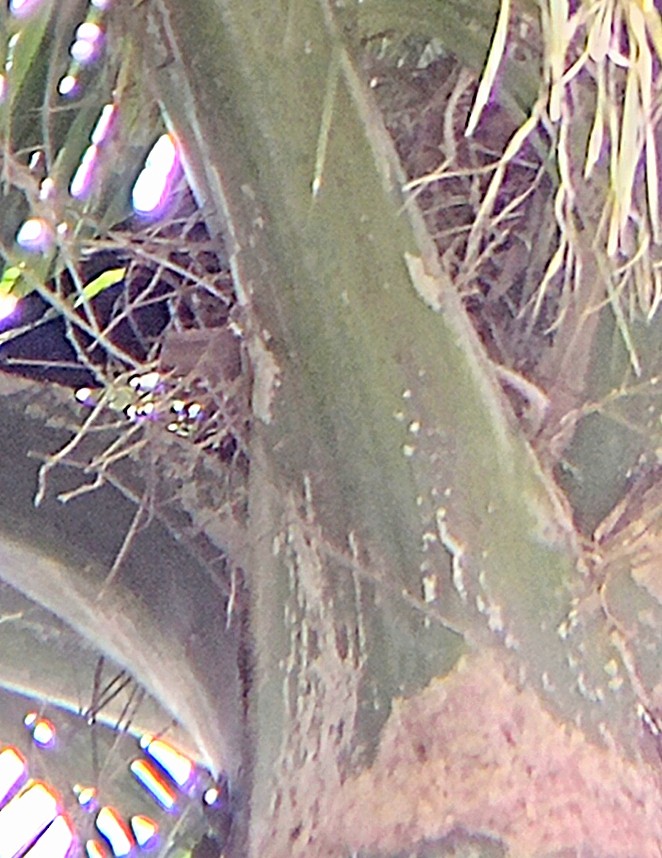 Cuban Crow - ML633843730