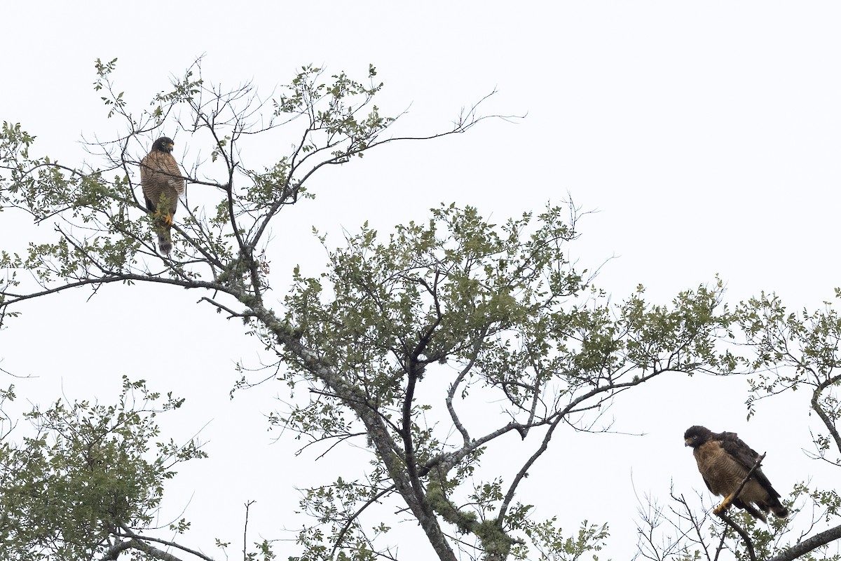 Roadside Hawk - ML633843774