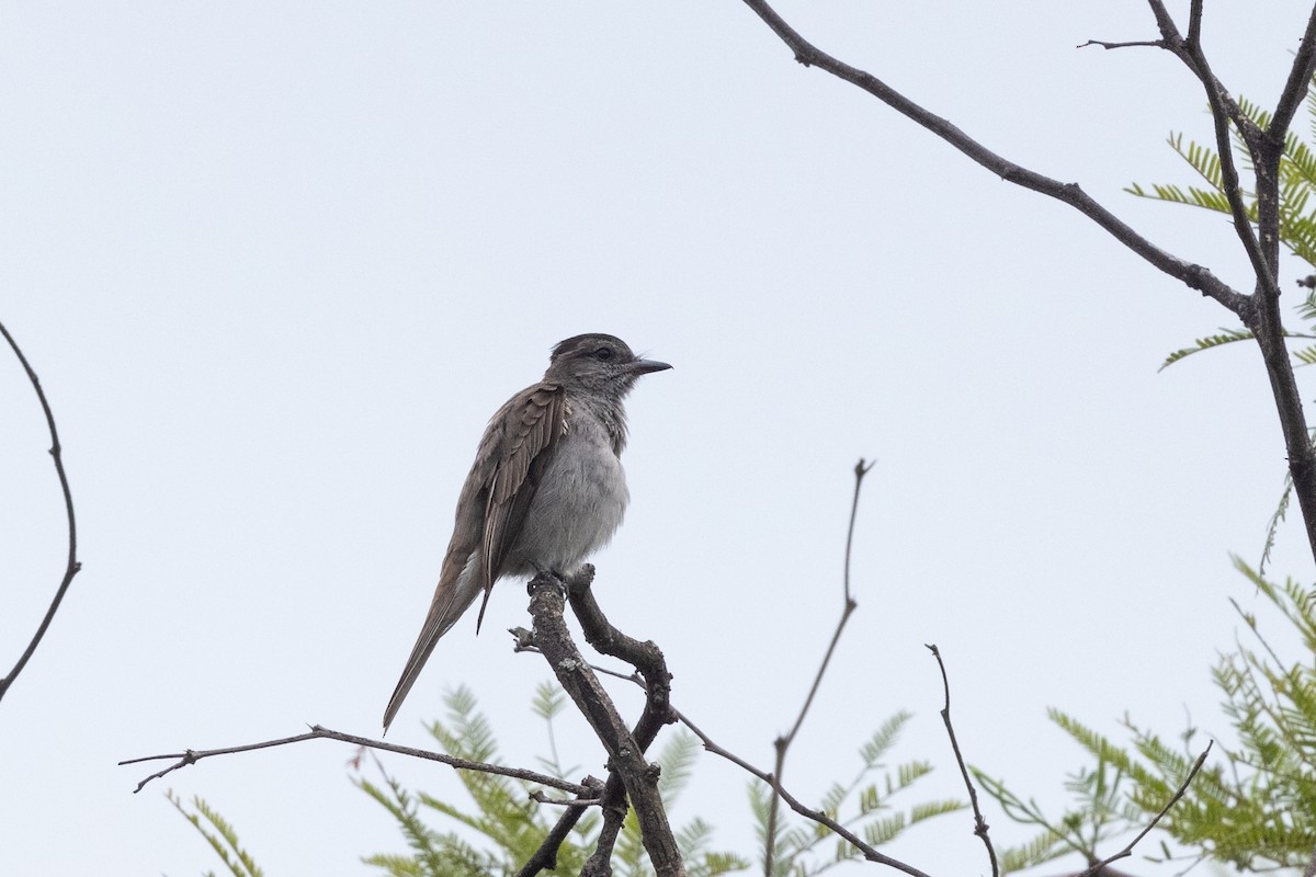 Crowned Slaty Flycatcher - ML633843786