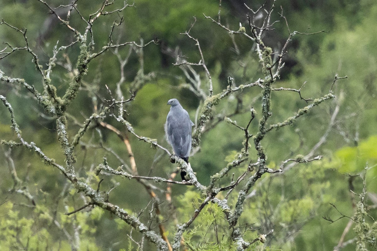 Crane Hawk - ML633843787