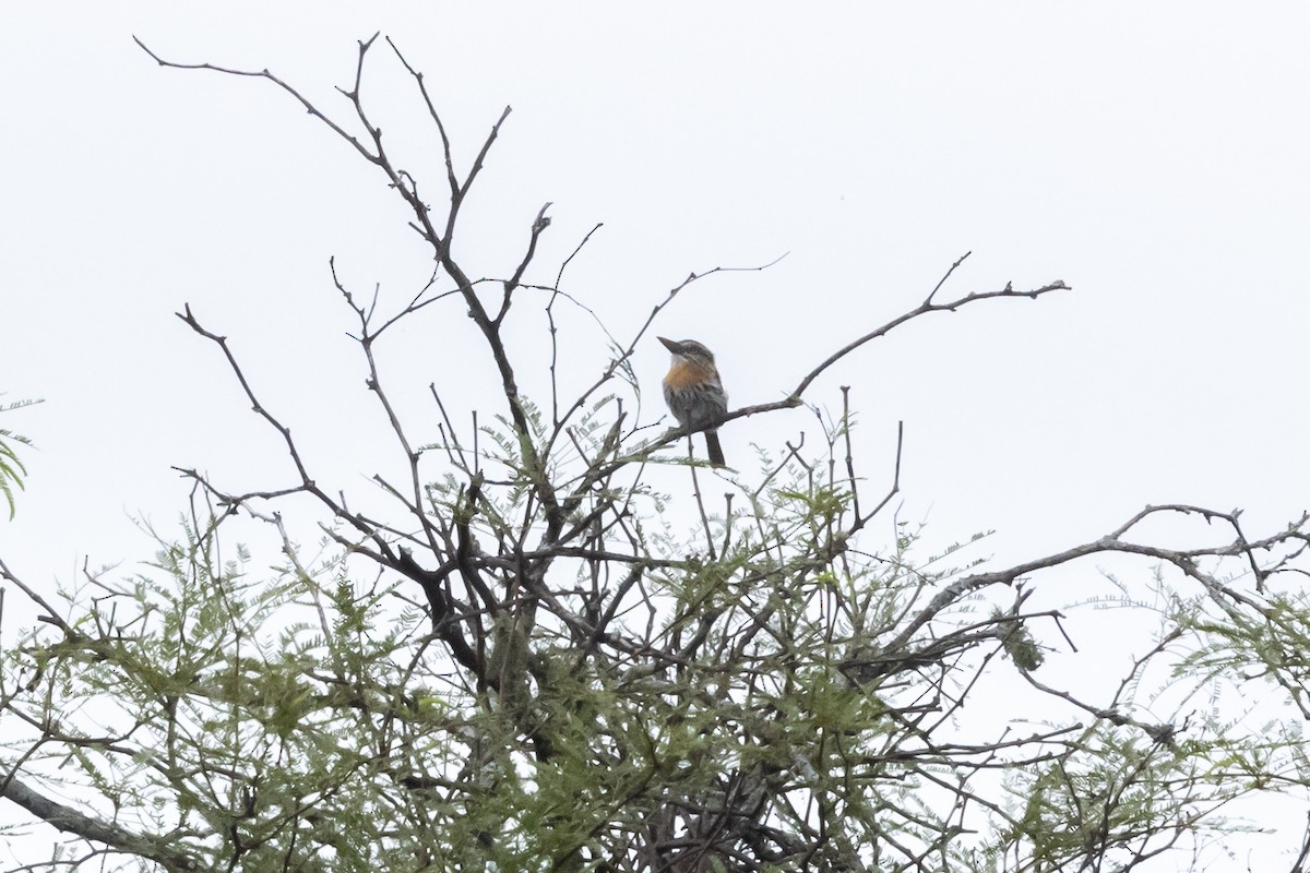 Spot-backed Puffbird - ML633843791