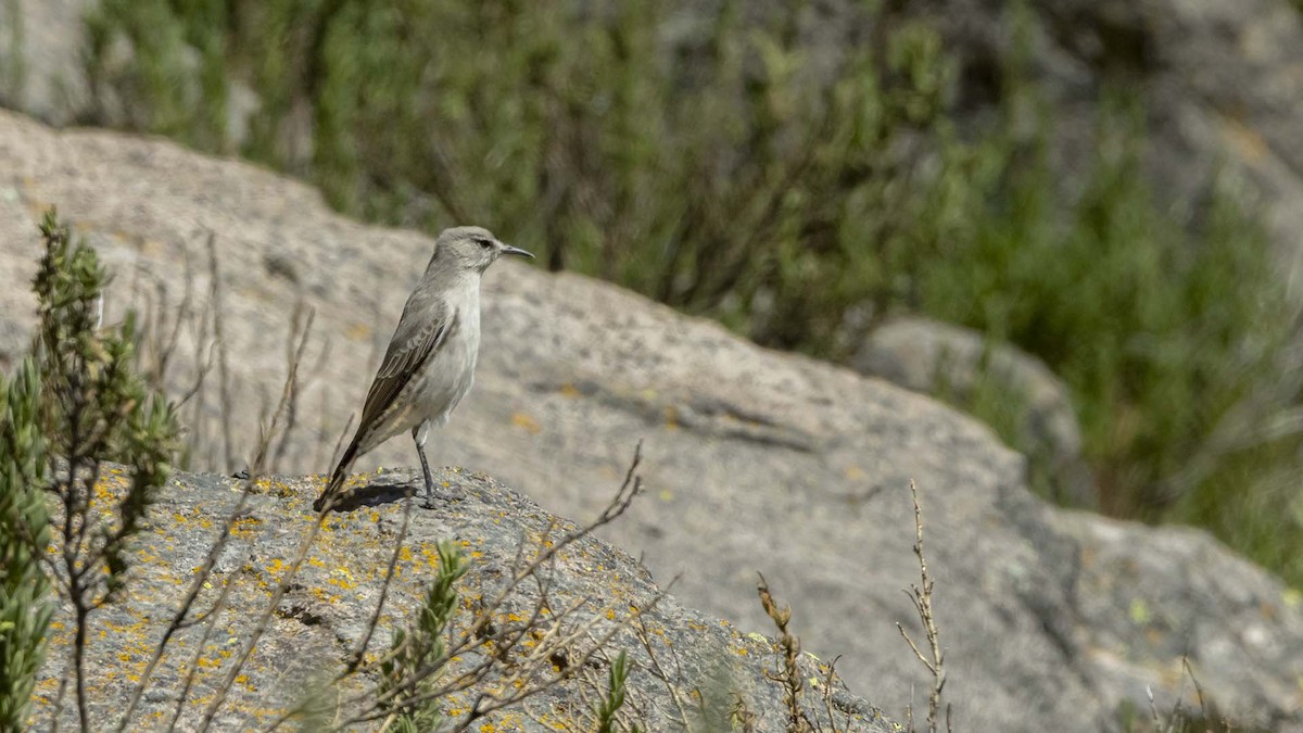 Black-fronted Ground-Tyrant - ML633843805