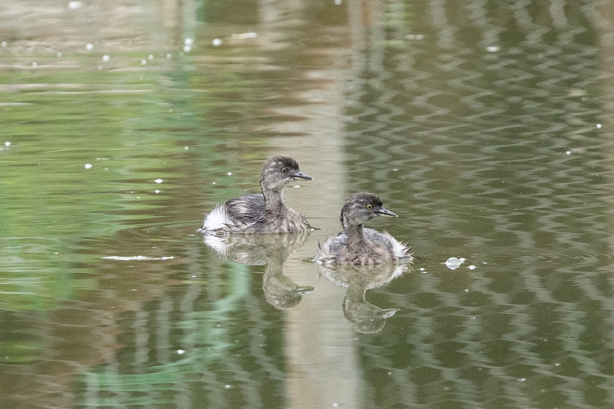 Least Grebe - ML633843836