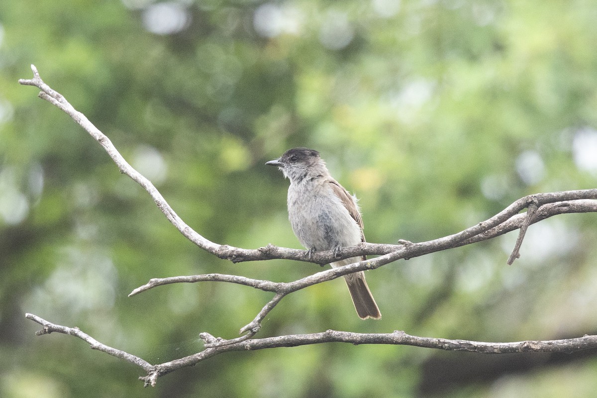 Crowned Slaty Flycatcher - ML633843840
