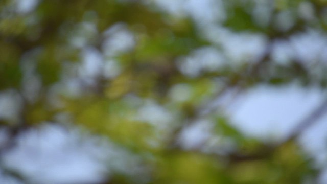 Common Woodshrike - ML633843844