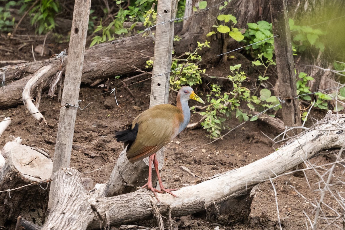 Giant Wood-Rail - ML633843846